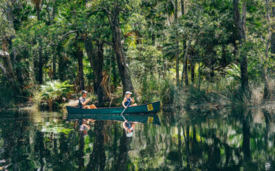 Explore the Natural Beauty of the Noosa Everglades